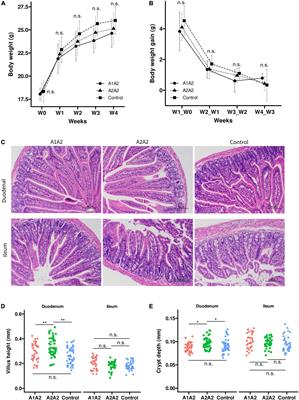 Bovine milk with variant β-casein types on immunological mediated intestinal changes and gut health of mice